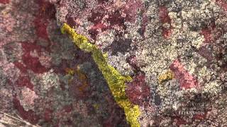 Rock Lichen [upl. by Toille]