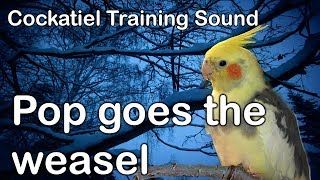 Cockatiel Trainig Sound  Pop goes the weasel [upl. by Auot]