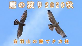 日本に生息する鷲ワシや鷹タカ、隼ハヤブサ、鳶トビ [upl. by Paschasia815]