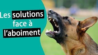 Comment stopper les aboiements de mon chien 1  Dr COZ [upl. by Ambrogio]