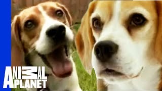 The Beloved Hound The Beagle  Dogs 101 [upl. by Anelis]