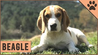 Beagle Dog Breed  Top 10 Facts [upl. by Ahtivak795]