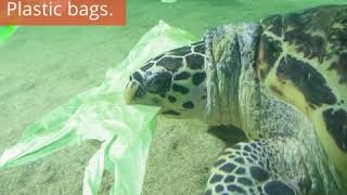 DISTURBING Sea Turtles are Mistaking Plastic Bags for Jellyfish  Oceana [upl. by Myrtice]