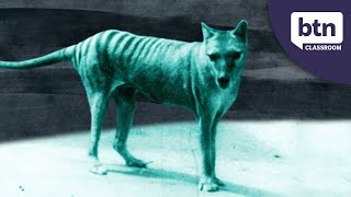 New Footage Of A Thylacine  Behind the News [upl. by Krauss]