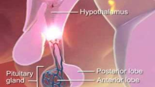 Stress Response in Animation [upl. by Jermyn]