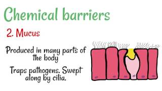 Mechanical and Chemical Barriers to Disease [upl. by Octave57]