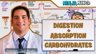 Gastrointestinal  Digestion amp Absorption of Carbohydrates [upl. by Anelem]