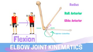 Elbow Joint Biomechanics amp Kinesiology [upl. by Carlene122]