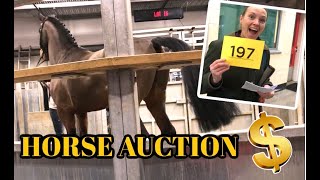 BUYING HORSES AT AUCTION What we do [upl. by Abehsile]