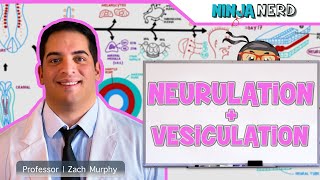 Embryology  Neurulation Vesiculation Neural Crest Cell Migration [upl. by Childs]