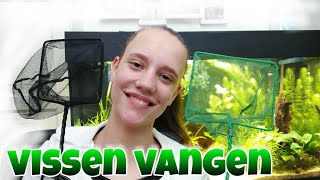 VISSEN VANGEN makkelijk en snel aquariumvissen uitvangen Nickey [upl. by Estis]