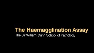 The Haemagglutination assay [upl. by Aip]