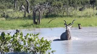 Kudu and Wild Dogs [upl. by Kaufman]