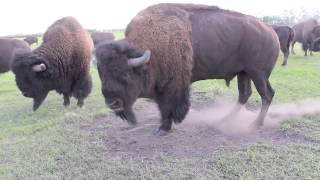 Bison Bull in Mating Season [upl. by June]