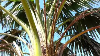 Kentia Palm  Howea forsteriana  Thatch Palmier HD 01 [upl. by Nale154]