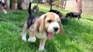 Beagle Puppies Playing and Fighting [upl. by Naujak]