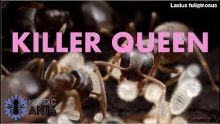 Caring for a SOCIAL PARASITE ant queen  Lasius fuliginosus [upl. by Nahor]