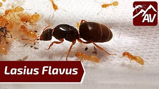 LASIUS FLAVUS YELLOW MEADOW ANTS Ant Colony Update [upl. by Jaf]