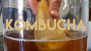 Beginners Guide To Fermentation Kombucha Making [upl. by Budworth]