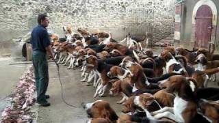 Crazy feeding frenzy with the hounds at Chateau Cheverny [upl. by Maclean]