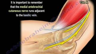 NERVE INJURY The Medial Antebrachial Cutaneous Everything You Need To Know  Dr Nabil Ebraheim [upl. by Terrell145]