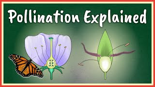 Pollination Explained [upl. by Ahset]