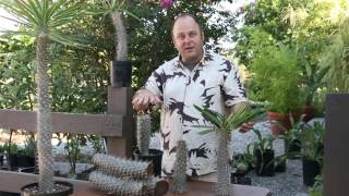 How to cut your Pachypodium Madagascar Palm Tree [upl. by Slaughter]