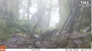 Camera Trapping Little Tinamou [upl. by Worden759]