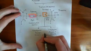 The Intrinsic Pathway of Apoptosis Part 3 [upl. by Dole850]