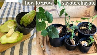 HOW TO GROW CHAYOTE SAYOTE FROM FRUIT  HOW TO GERMINATE CHAYOTE [upl. by Wilona888]