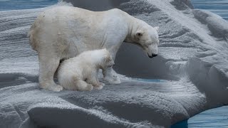 Der Eisbär  Dokumentation 1080p HD DokuExtrem [upl. by Laughton]