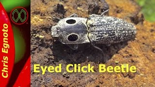 Eyed click beetle Alaus oculatus  This beetle jumps [upl. by Litton543]