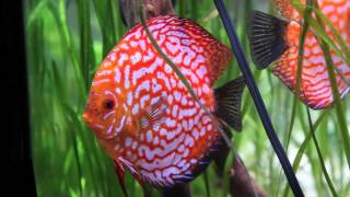 My Stendker Discus Cobalt Leopard Checkerboard Brilliant Turq Fire Red and Blue Pigeon Blood [upl. by Boudreaux]