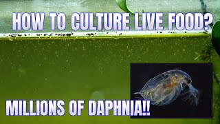 How to Culture Daphnia Secret Method to Breed MILLIONS  Simply Aquatic [upl. by Blondelle]