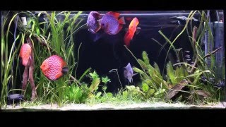 How to Set Up a Discus Aquarium Filtration Water Chemistry and More [upl. by Homerus]