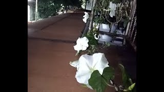 Planting moonflower ipomoea alba from seeds [upl. by Ecille]