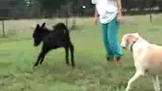 Miniature Donkey Baby at Play [upl. by Kristan]