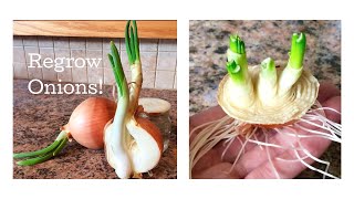 How to Regrow Onions from Scraps March 2017 [upl. by Meakem858]