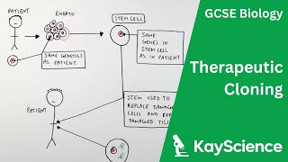 Therapeutic Cloning  GCSE Biology  kaysciencecom [upl. by Atsillac]