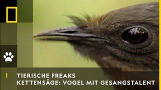 TIERISCHE FREAKS  Kettensäge amp Autoalarm Vogel mit Gesangstalent  National Geographic [upl. by Delp]