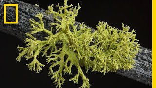 Whats in a Lichen How Scientists Got It Wrong for 150 Years  Short Film Showcase [upl. by Jacklin]