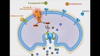 Proton Pump Inhibitors animation video [upl. by Penthea]