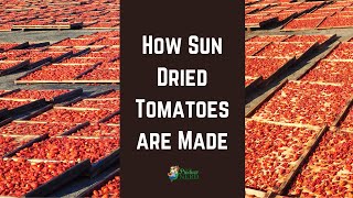 How Sun Dried Tomatoes are Made in California [upl. by Nylirek969]