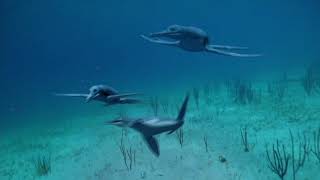 Documental National Geographic Monstruos Del Mar [upl. by Aiam641]