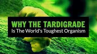 The Tardigrade  the worlds toughest organism [upl. by Leisam]