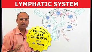 Introduction to Lymphatic System  Lymph Nodes [upl. by Hickey]