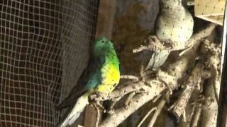 Red Rumped Parakeet Song [upl. by Daahsar867]