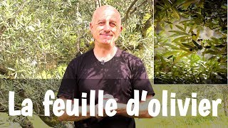 La feuille dolivier [upl. by Oira405]