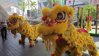 Lion dance by Kok Ngai [upl. by Layod]