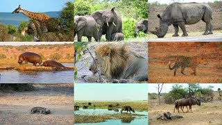 Animales Africanos para niños con vídeos [upl. by Callie668]